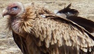 Foxloft Vulture Conservancy