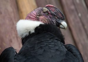 condor vulture