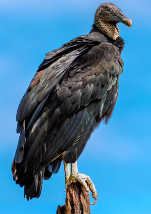 Black Vulture - Coragyps atratus | Vulture Conservancy