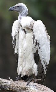 About the Cape Vulture, Gyps coprotheres | Vulture Conservancy