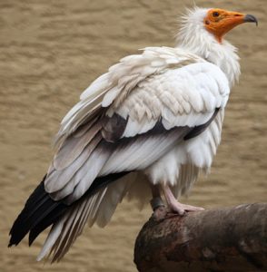 About the Egyptian Vulture, Neophron percnopterus | Vulture Conservancy