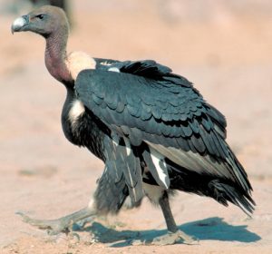 About the White-rumped Vulture, Gyps bengalensis | Vulture Conservancy