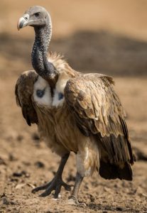 About the Indian Vulture, Gyps indicus | Vulture Conservancy